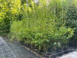 Gracilis Slender Weavers (Bambusa Textilis Gracilis)- 2 Meters Tall
