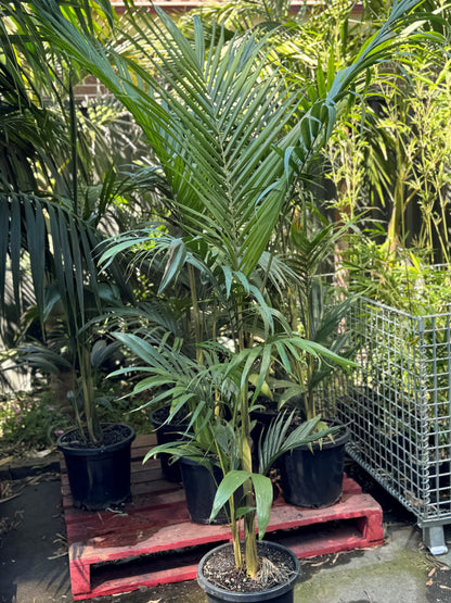 Archontophoenix Cunninghamiana - Bangalow Palm