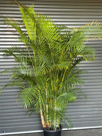 Dypsis Lutescens - Golden Cane Palm