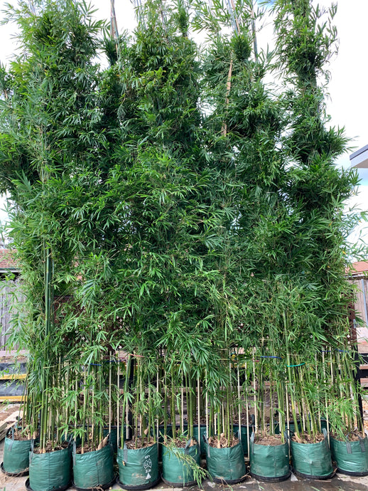 Gracilis Slender Weavers (Bambusa Textilis Gracilis)- 6 Meters Tall