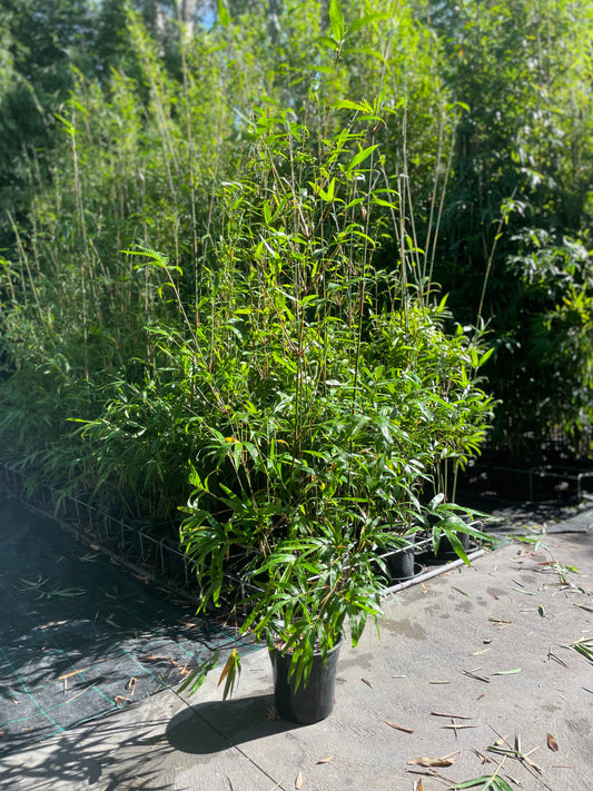 Gracilis Slender Weavers (Bambusa Textilis Gracilis)- 2 Meters Tall