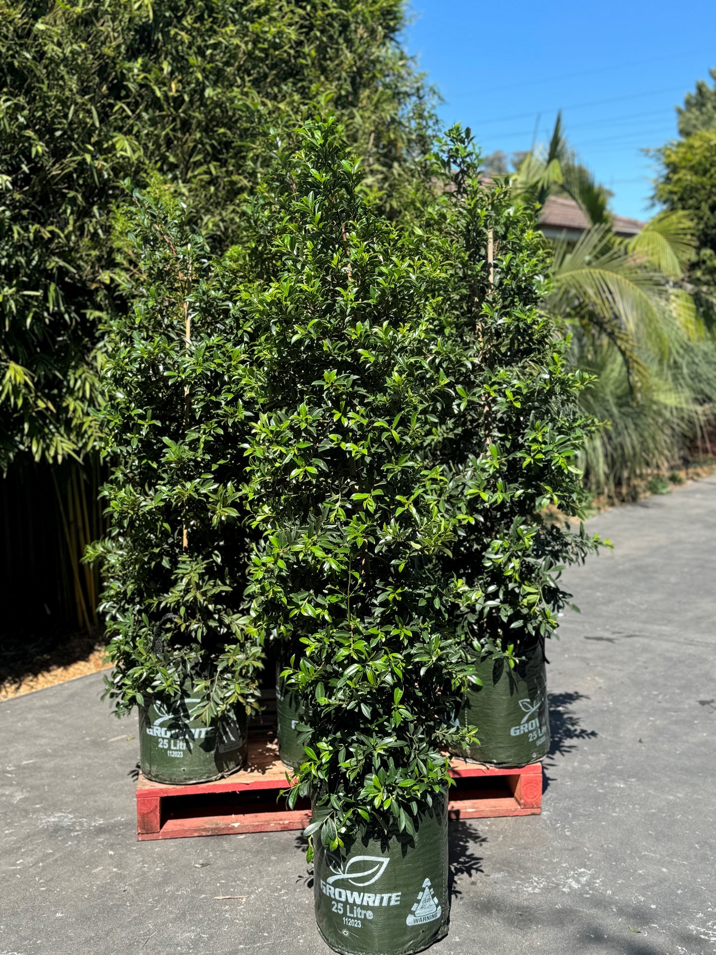 Syzygium australe 'Select' - Lilly Pilly