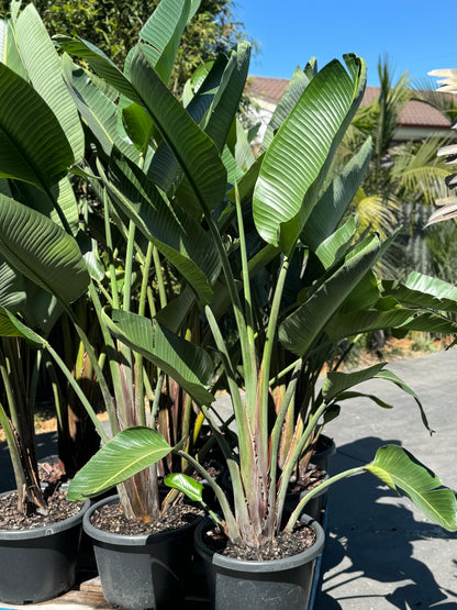 Strelitzia Nicolai - Giant White Bird of Paradise