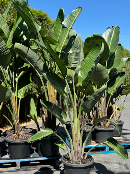 Strelitzia Nicolai - Giant White Bird of Paradise