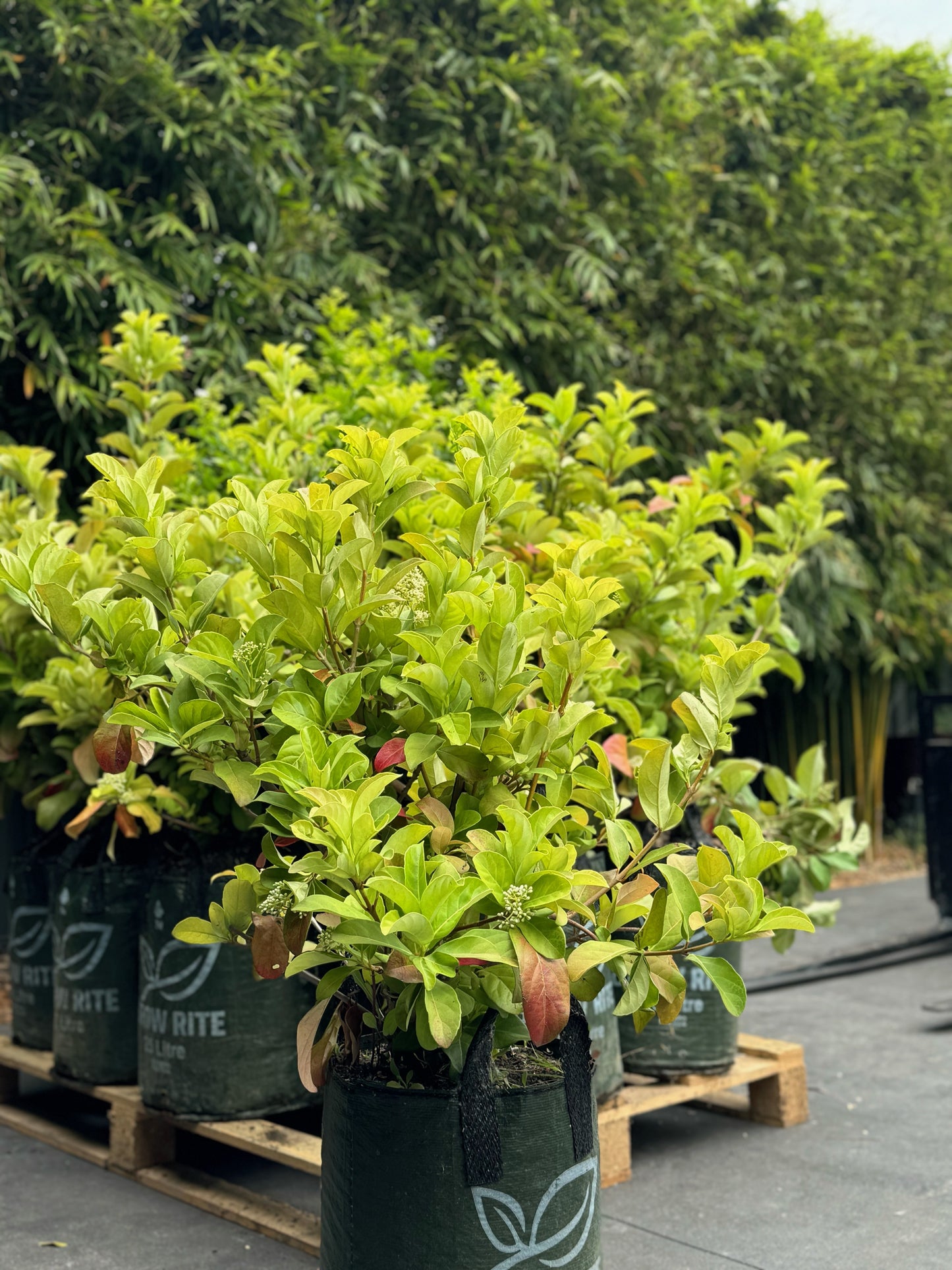 Viburnum odoratissimum - sweet viburnum