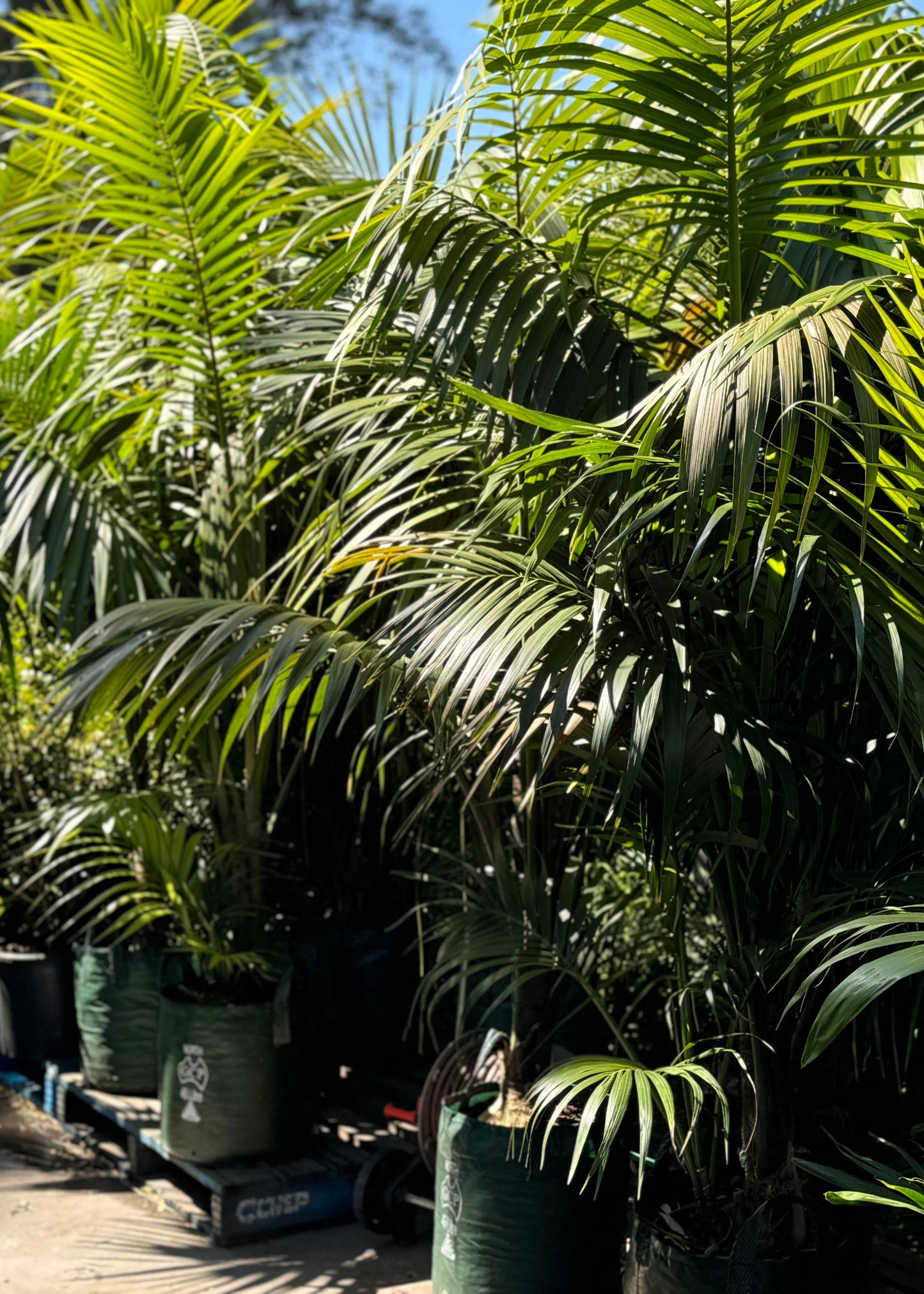 Howea forsteriana (Kentia Palm)