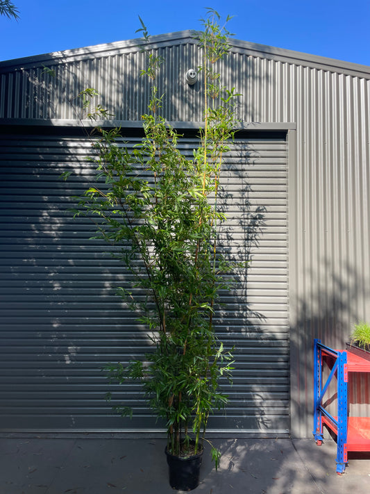 Gracilis Slender Weavers (Bambusa Textilis Gracilis)- 3 Meters Tall (Most Popular Size)