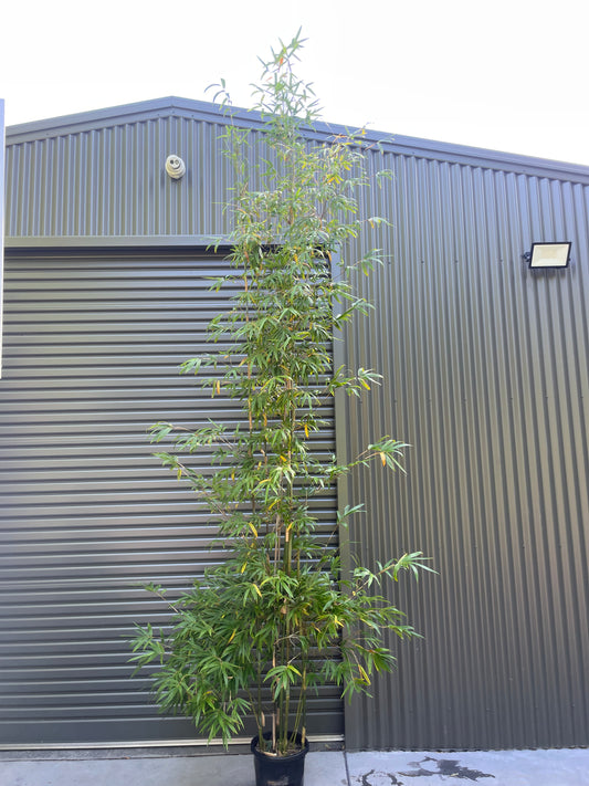 Gracilis Slender Weavers (Bambusa Textilis Gracilis)- 4 Meters Tall